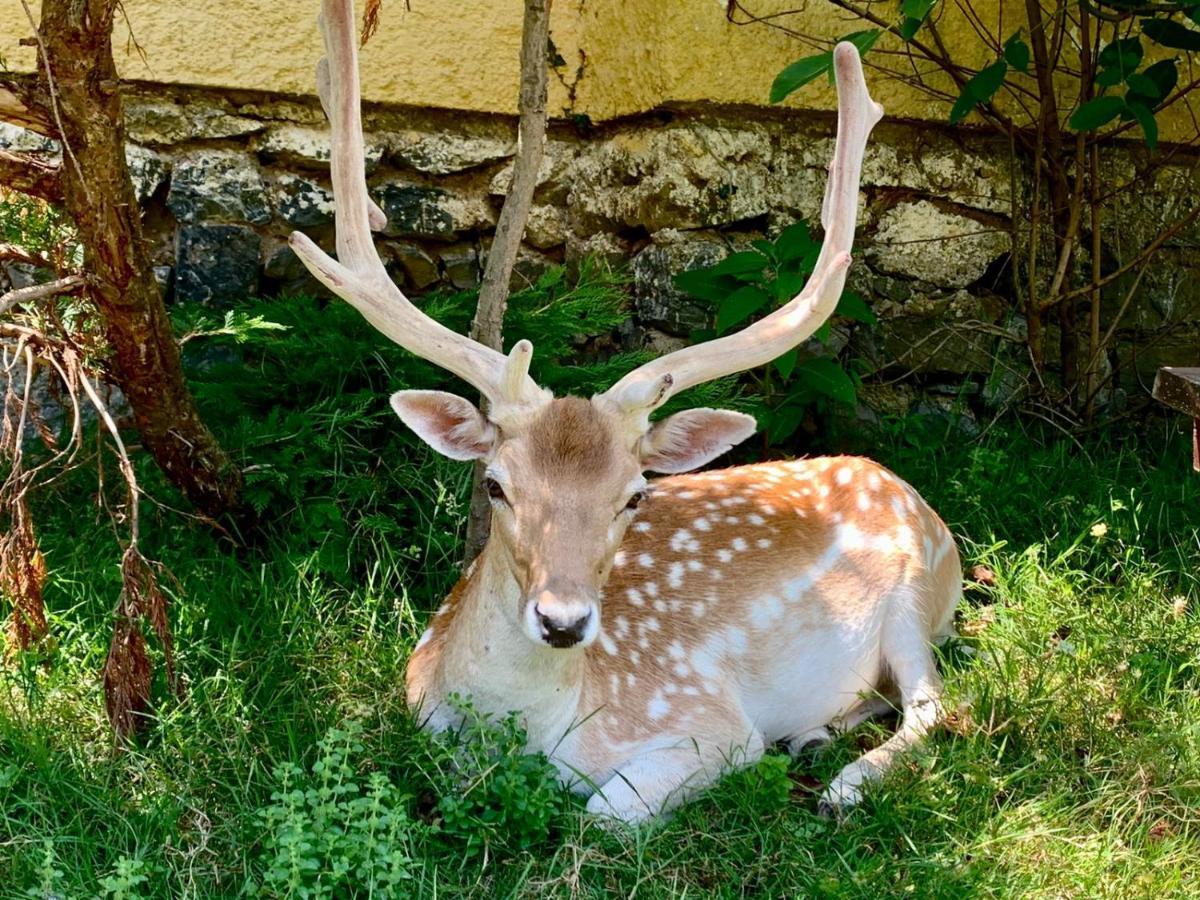 Polonezkoey Country Club & Accommodation In The Wildlife Park! Istanbul Exterior photo